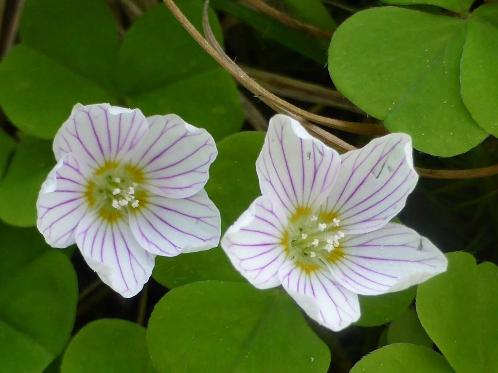 Artenvielfalt Sauerklee © Martin Zenzi I AVS