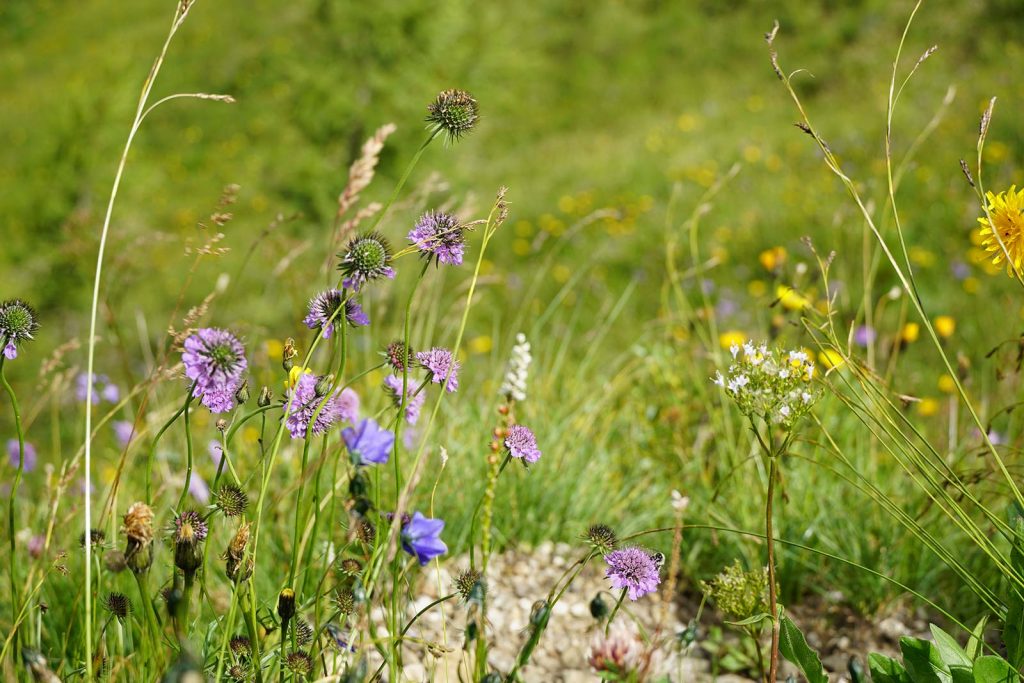 Artenvielfalt Wiese © Egger Judith I AVS
