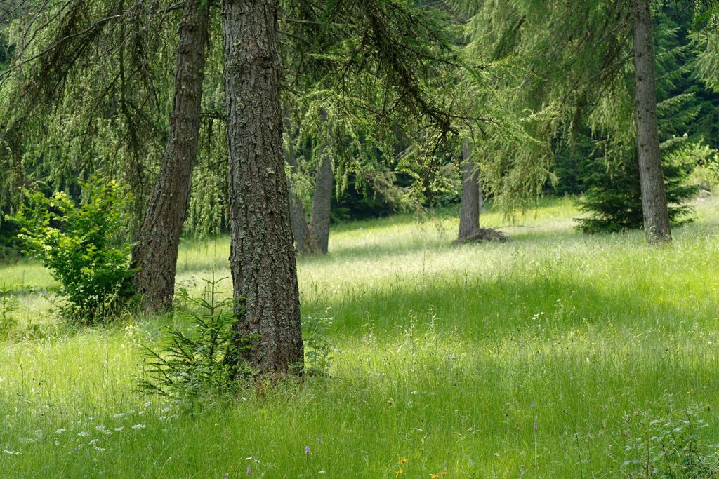 Lebensraeume Laerchenwiese © Mayer Laurin I AVS