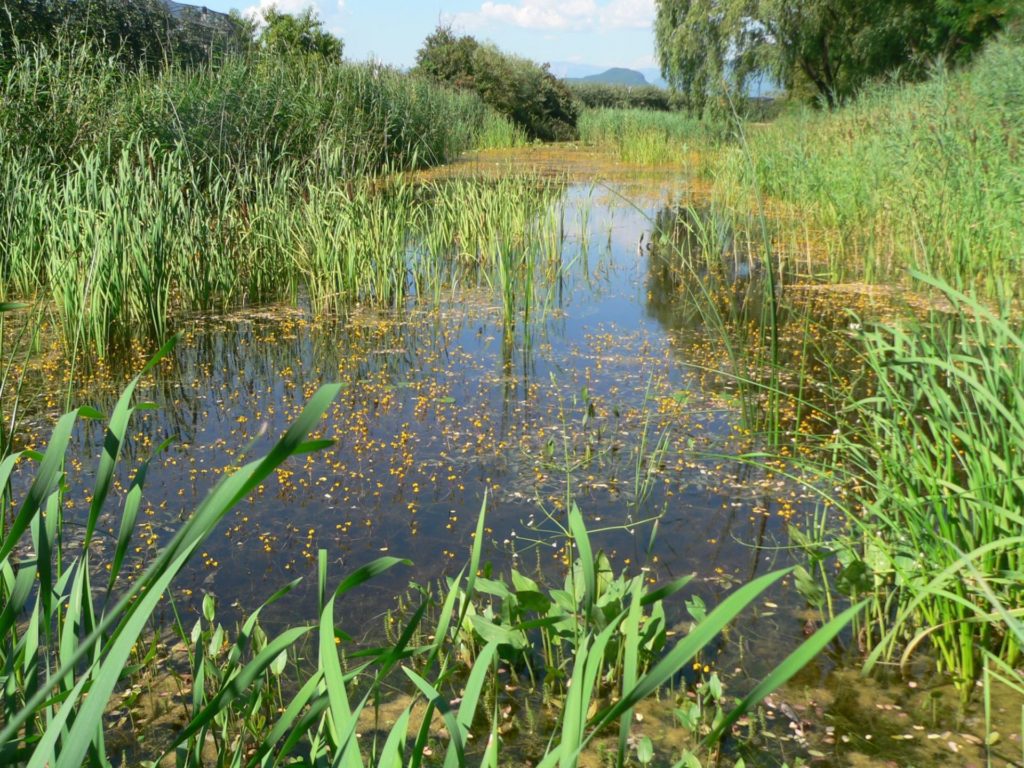 Biotop Alte Etsch Kurtatsch I(c)Franziska Zemmer