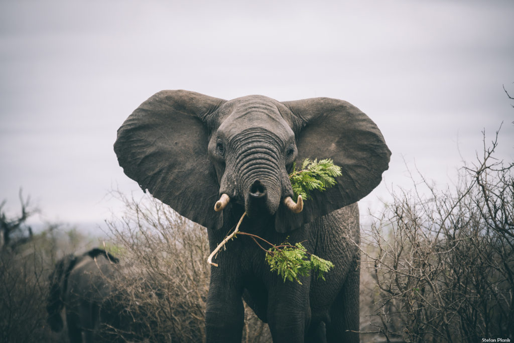 Südafrika @ Plank Stefan AVS