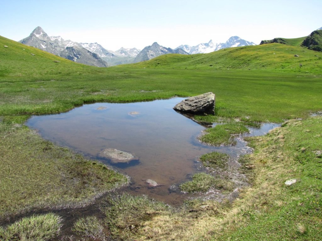 Feuchtwiese am Kreuzjoch in Pfelders I@Gernot Reich
