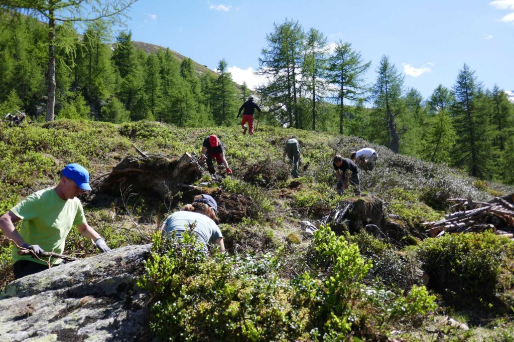 Seeberalm 2017 I Almpflegeaktion I ©Anna Pichler I AVS
