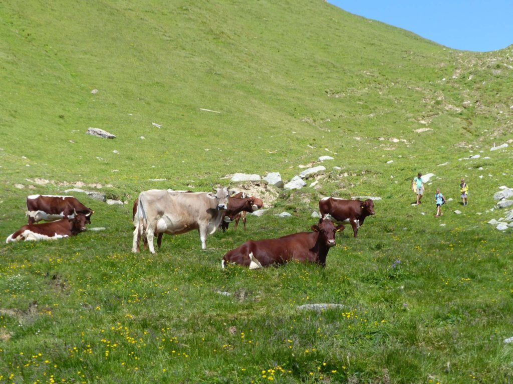 Begegnung mit Weidetieren I(c)Zenzi Martin I AVS
