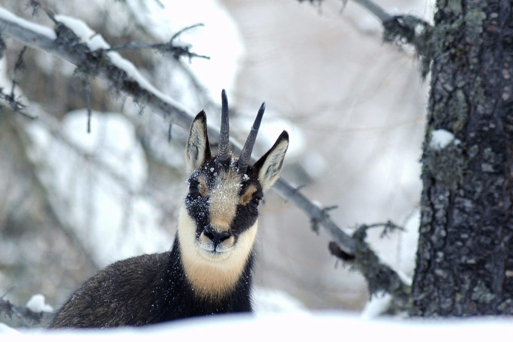 Gämse im Winter I(c)Renato Grassi