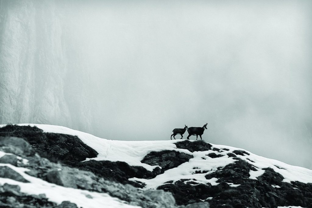 Gämsen im Winter I(c)Renato Grassi