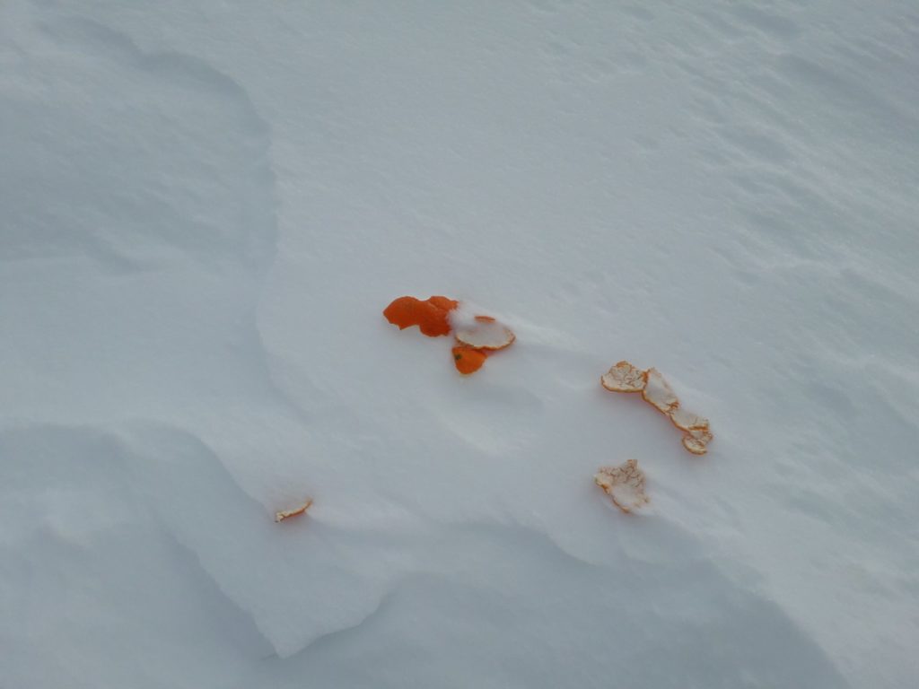 Schalen von Zitrusfrüchten I(c)Judith Egger