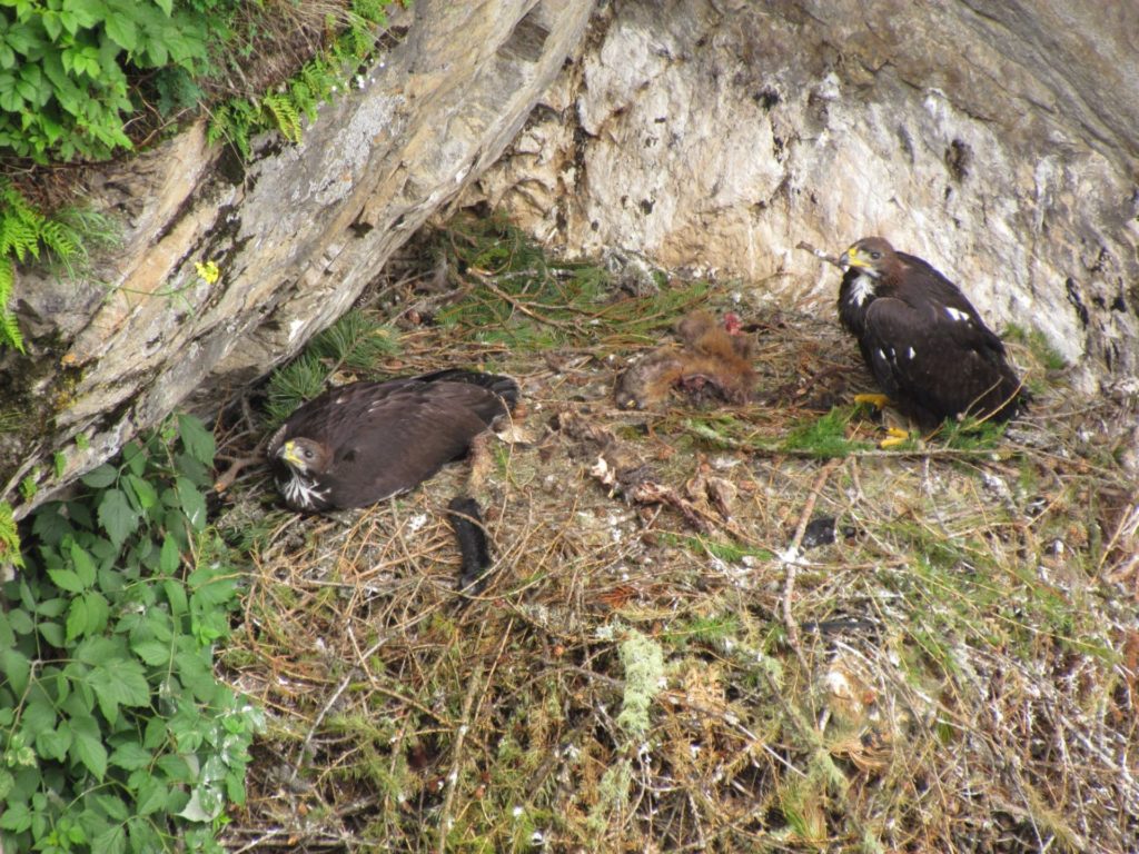 Jungadler im Horst I(c)Klaus Bliem