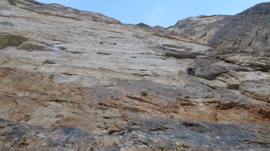 Wüstenblume © Josef Hilpold und Ulrich Viertler