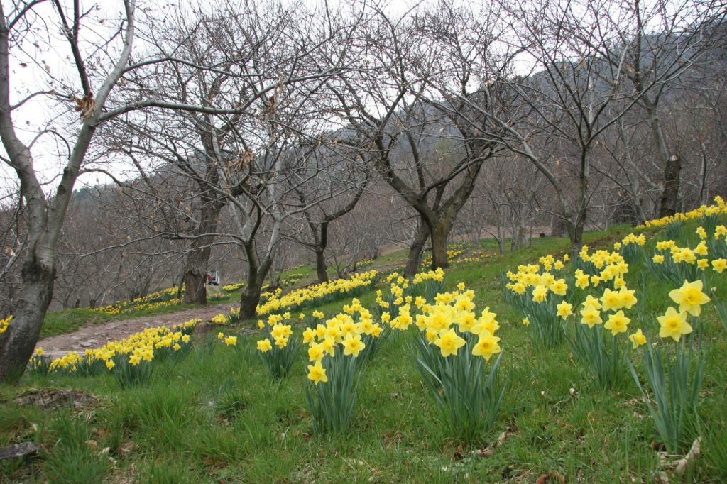 Narzissenmeer_(c)_Olav_Lutz, alpenvereinaktiv