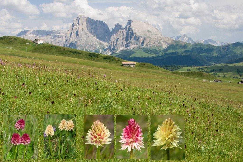 Puflatsch I Brunellen I ©Richard Lorenz