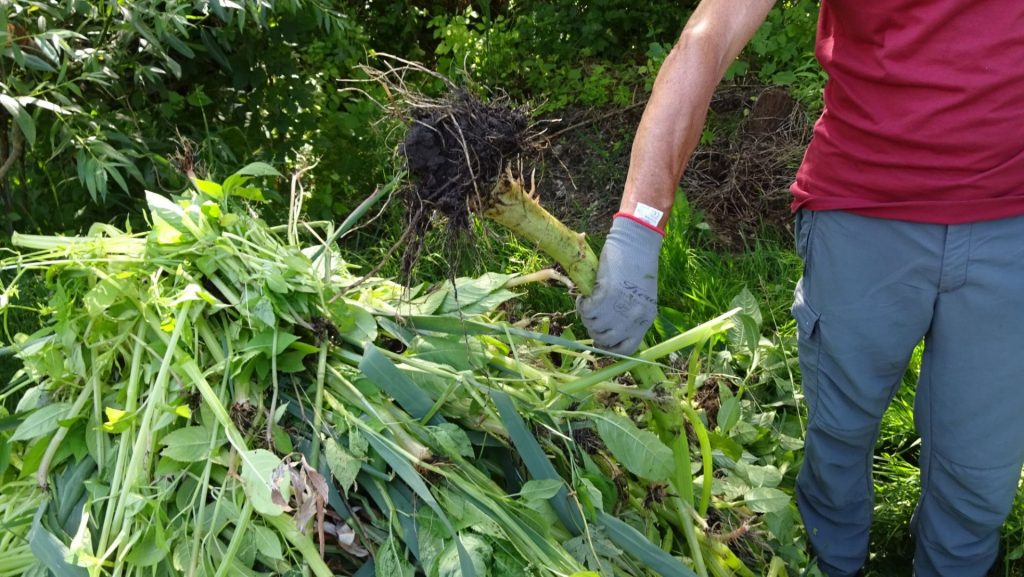 Biotoppflegeaktion Kalterer See 2021_2 © Judith Egger I AVS