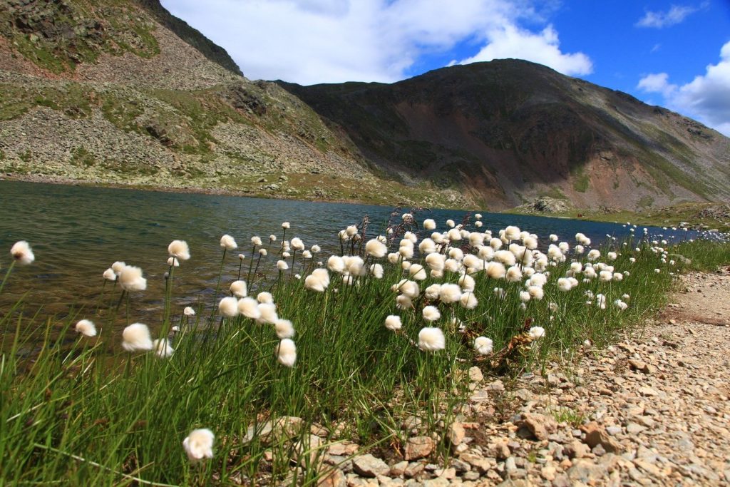 Wollgras_am_Kofelrastsee_(c)_Eduard Gruber_alpenvereinaktiv