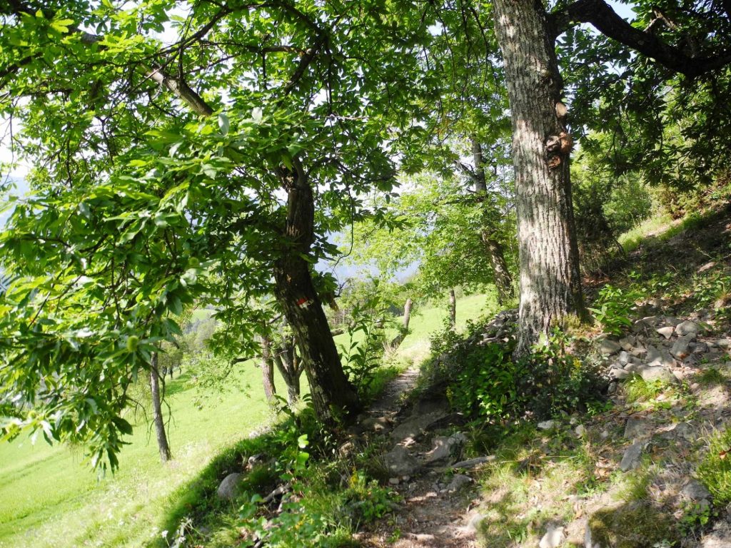 kastanienbaeume-weg-zwischen-siffian-und-unterinn(c)Cristina_Camerota_alpenvereinaktiv