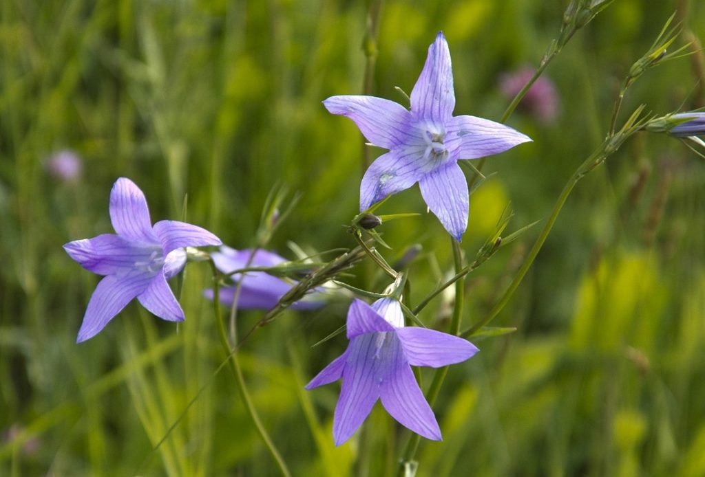 bluetenpracht-im-fruehsommer_(c)_Siegfried_Garnweidner_alpenvereinaktiv