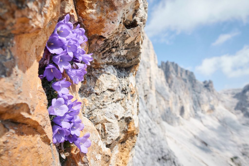 ALPINIST Wilde Dolomiten © Martin Dejori
