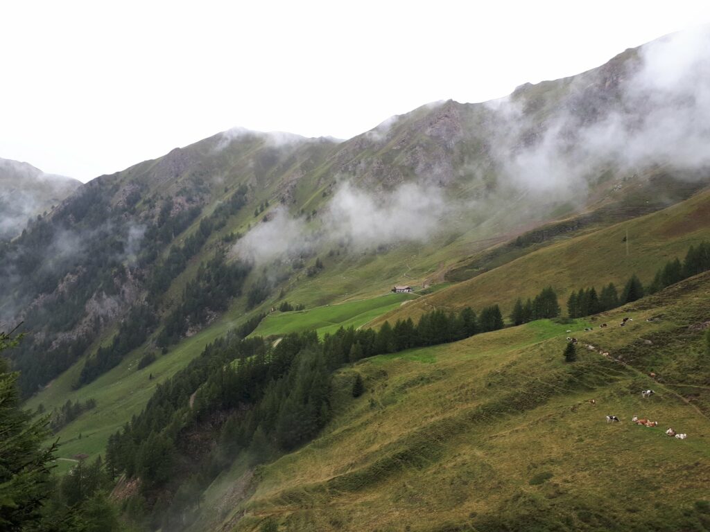 Pfunderer_HW_Simile-Mahd-Alm_(c)AVS