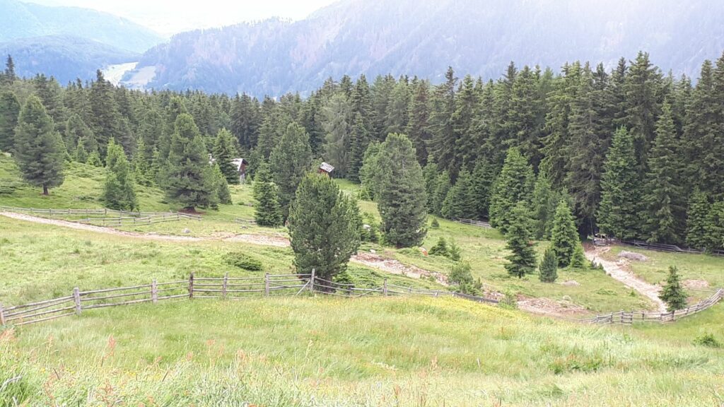 Almpflegeaktion Brunnerwiesen Alm: Vorher | (c) Paul Oberhammer AVS