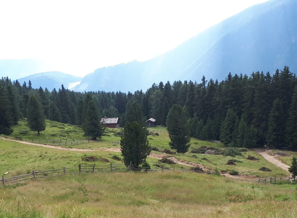 Almpflegeaktion Brunnerwiesen Alm (8) | (c) Paul Oberhammer AVS