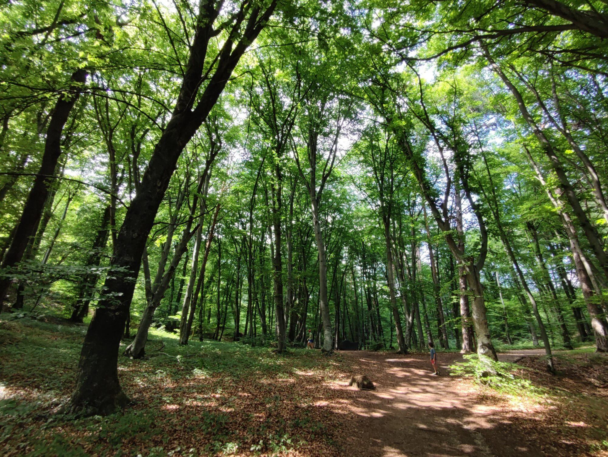 Internationaler Tag des Waldes: Keine Speicherbecken im Altenburger und Montiggler Wald