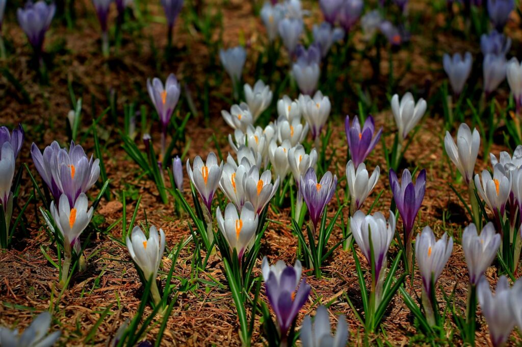 Krokusse (c) Eduard Gruber alpenvereinaktiv