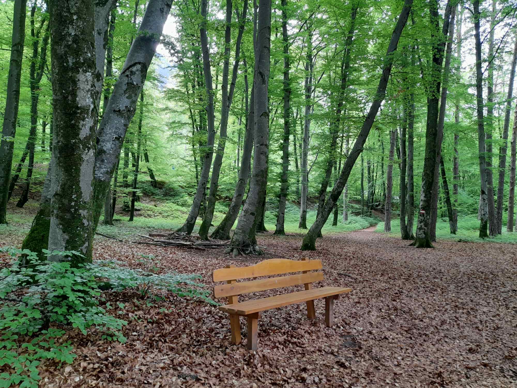 Begehung der geplanten Speicherbecken-Standorte im Altenburger Wald