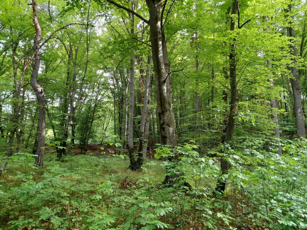 Buchenwald Altenburg I(c)AVS Judith Egger