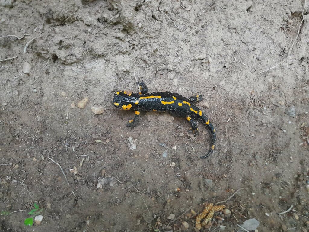 Feuersalamander in Altenburg I(c)AVS Judith Egger
