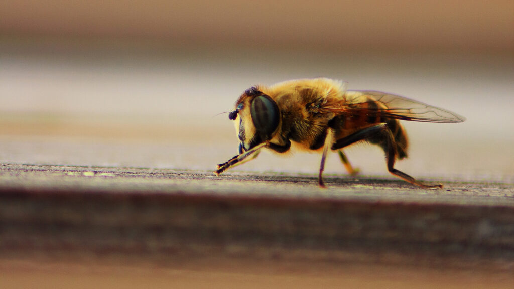 Knöpfchen reibt sich die Hände (c) David Unterweger