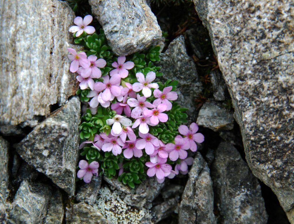 Alpen-Mannsschild am Eisjöchl (c)Thomas Wilhalm