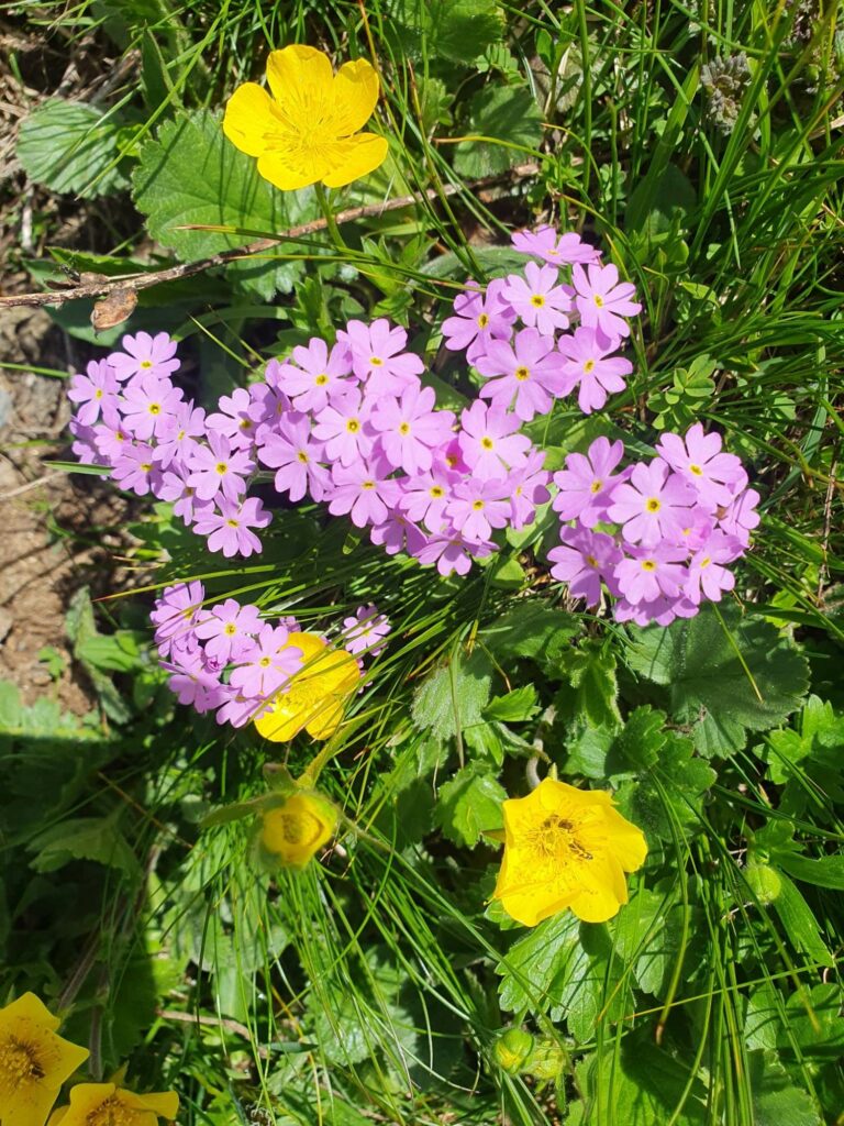 Mehl-Primel Sesvennagruppe | (c) Amalia Fischer