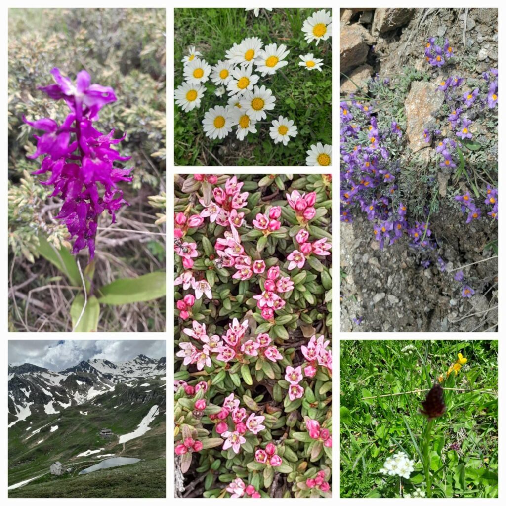 Collage Botanische Wanderung Sesvennagruppe | (c) Elisabeth Pernstich (1)