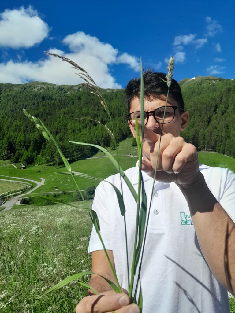 Alois Fundneider Gräser | (c) Elisabeth Pernstich