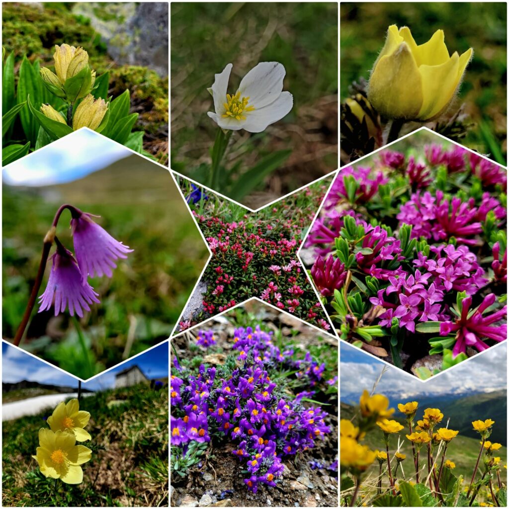 Collage Botanische Wanderung Sesvennagruppe | (c) Helena Steinkasserer (1)