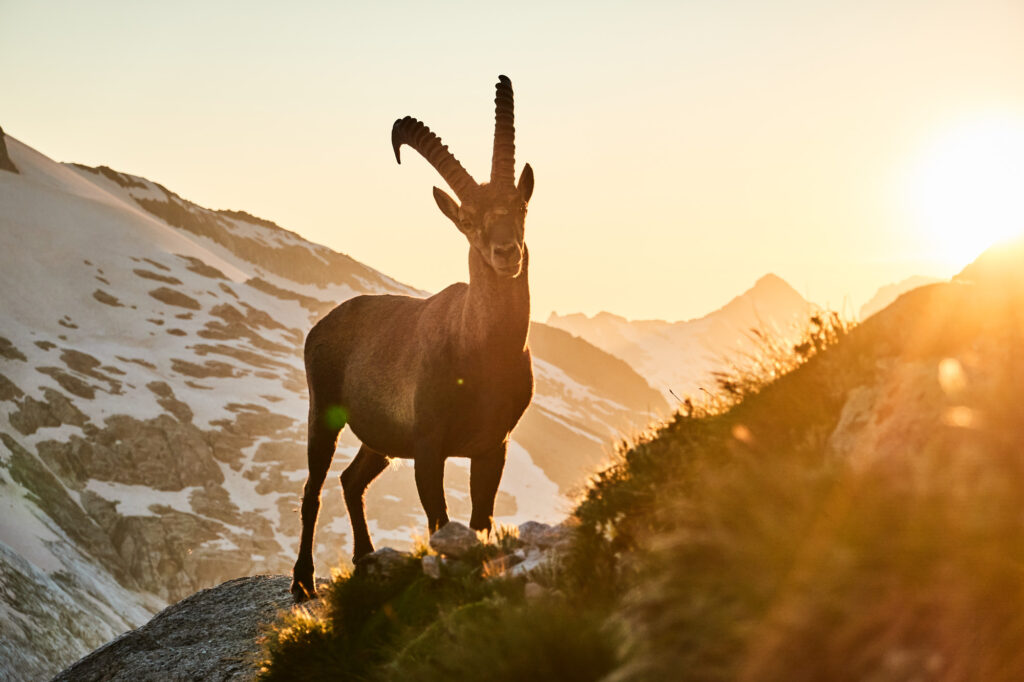 ALPINIST_Granit_Pur_2024_©_Martin_Dejori-8