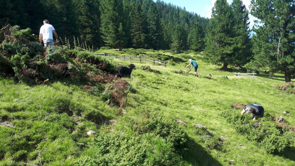 Almpflege Brunnerwiesen Taisten I(c)Paul Oberhammer