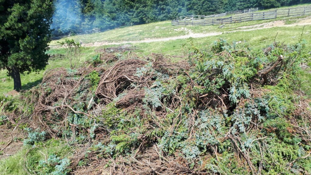 Ausgeschnittene Zwergwacholder - Almpflege Brunnerwiesen I(c)Paul Oberhammer