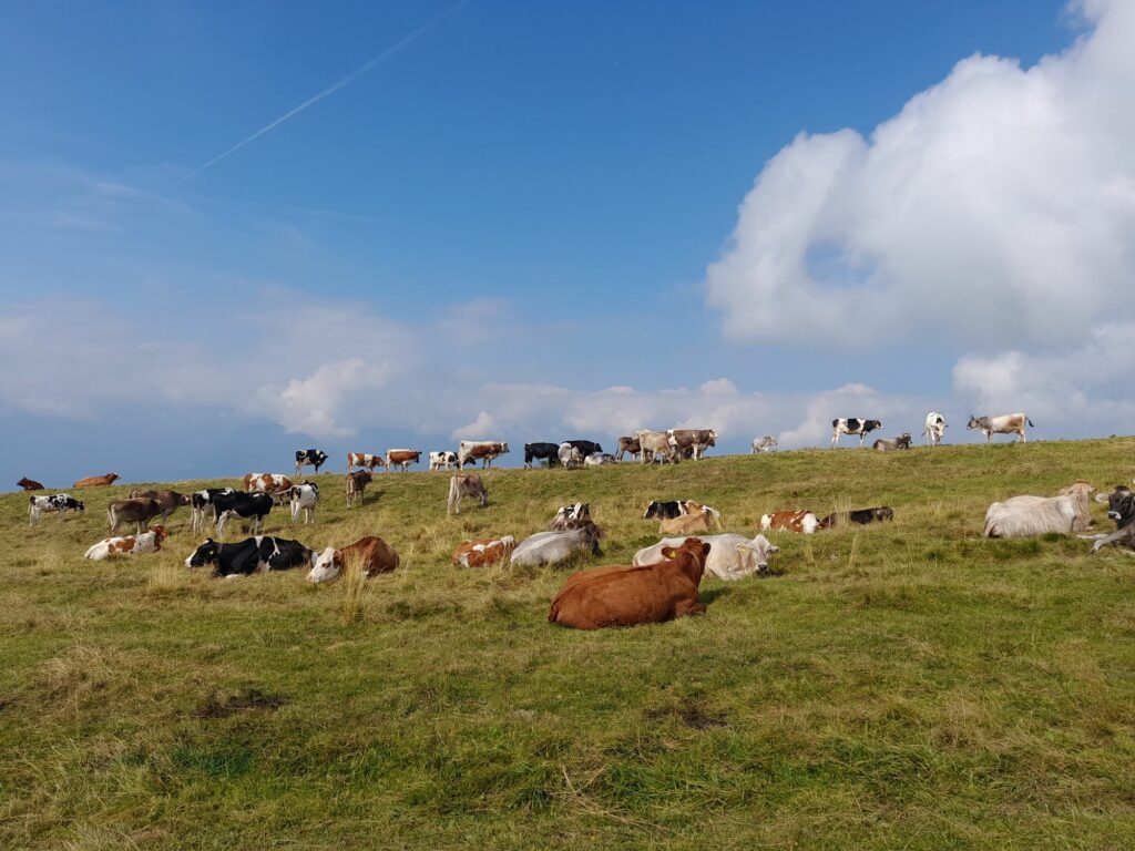 Weidetiere am Weg zum Gipfel I(c)Judith Egger