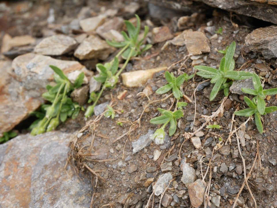 Gestieltes Hornkraut an der Lyfispitze I(c)Nora Langes