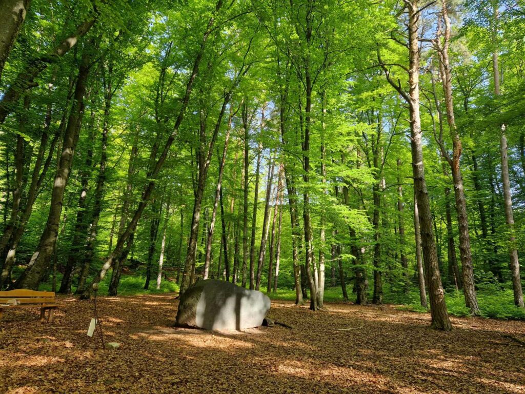 Altenburger Wald_(c) Unser Wald (2)