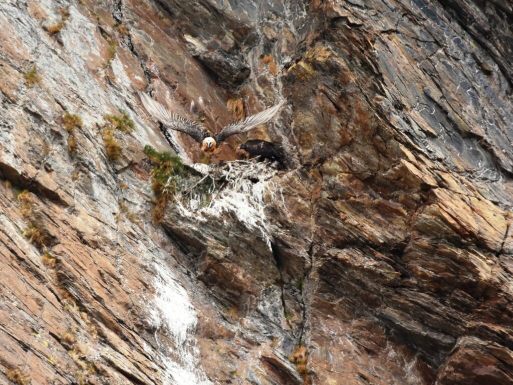 Bartgeier Alt- und Jungvogel I(c)Klaus Bliem