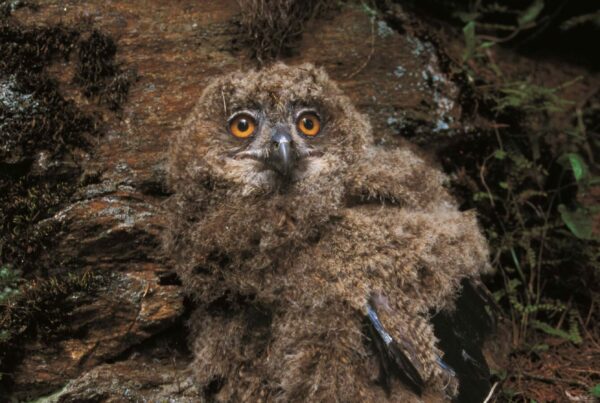 Uhu Jungtier I(c)Archiv Amt für Natur