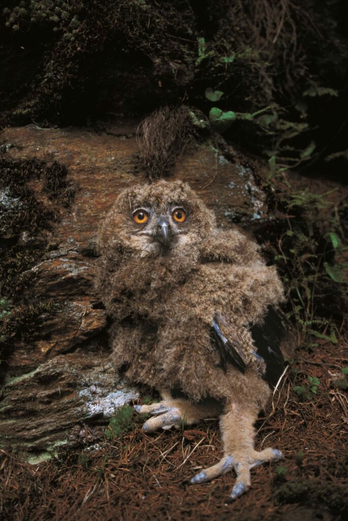 Uhu Jungtier I(c)Archiv Amt für Natur
