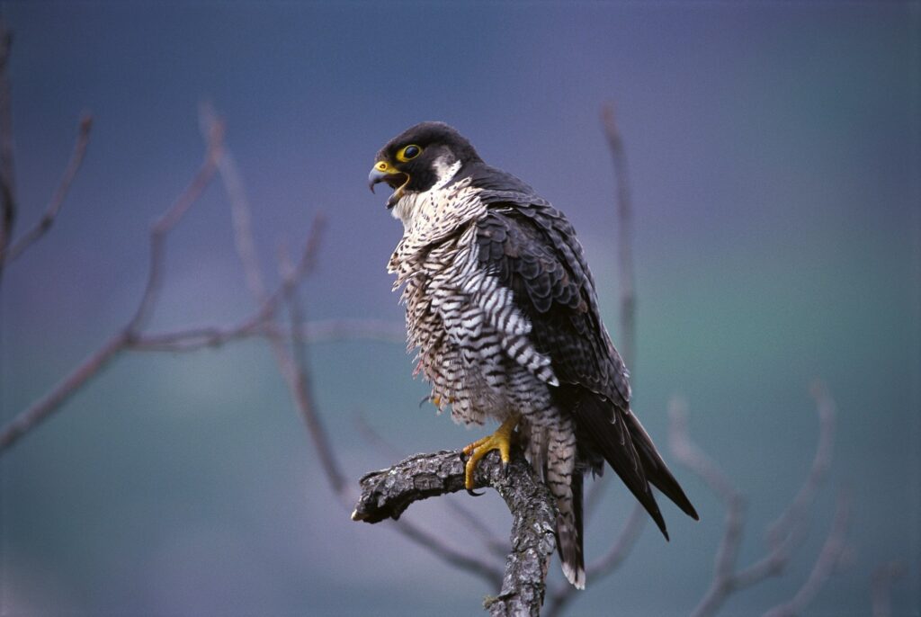 Wanderfalke I(c)Robert Winkler I Amt für Natur