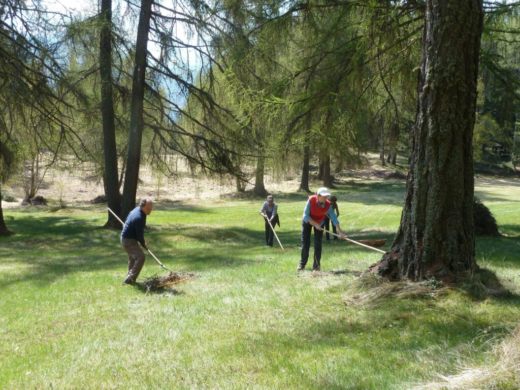 Almpflege Altreier Bergwiesen 2016 I(c)Anna Pichler AVS