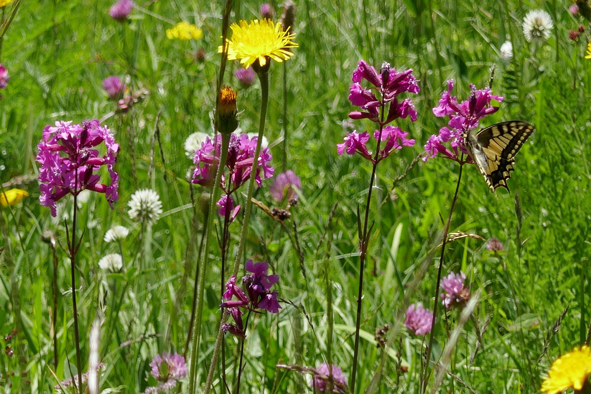 Erhalt der Biodiversität Grundlage für lebenswerte Zukunft