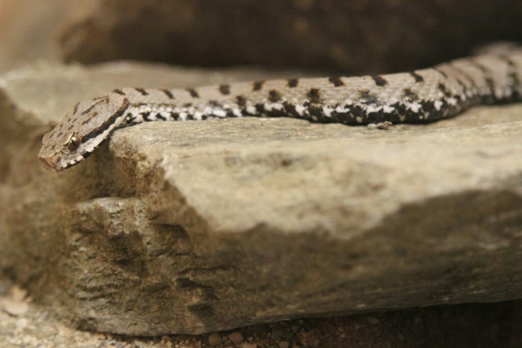 Aspisviper I(c)Ivan Plasinger