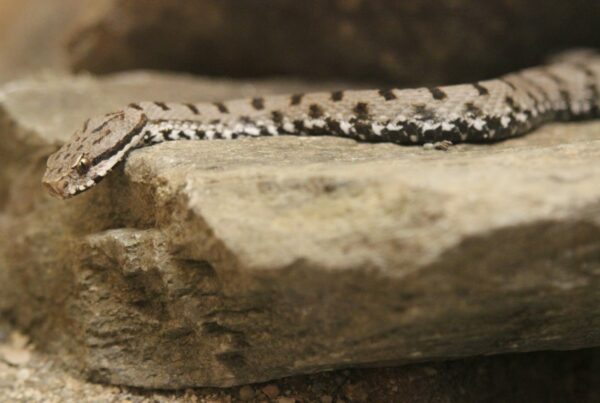 Aspisviper I(c)Ivan Plasinger