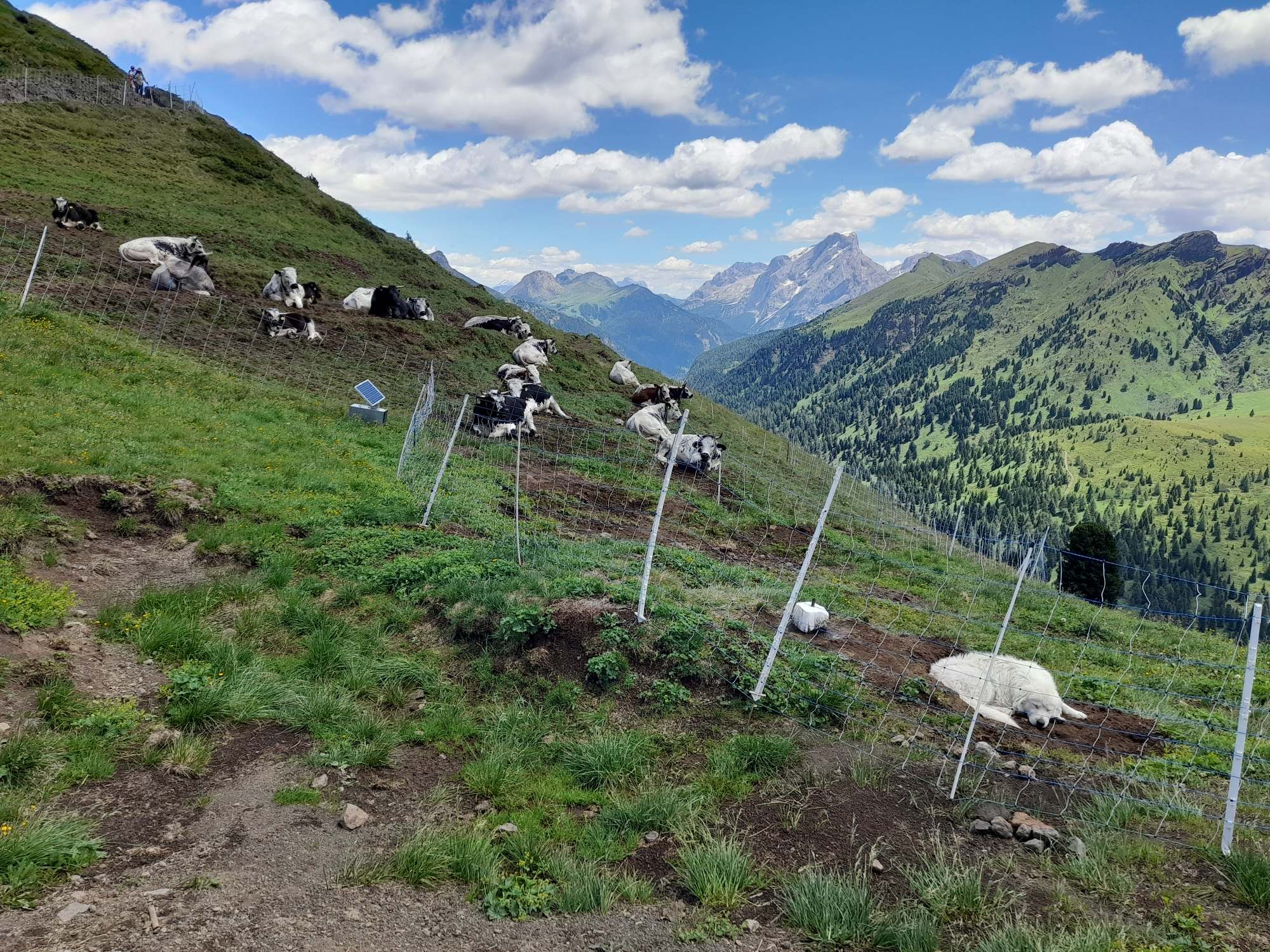 Kuhherde mit Herdenschutzhund in den Dolomiten I(c)Judith Egger