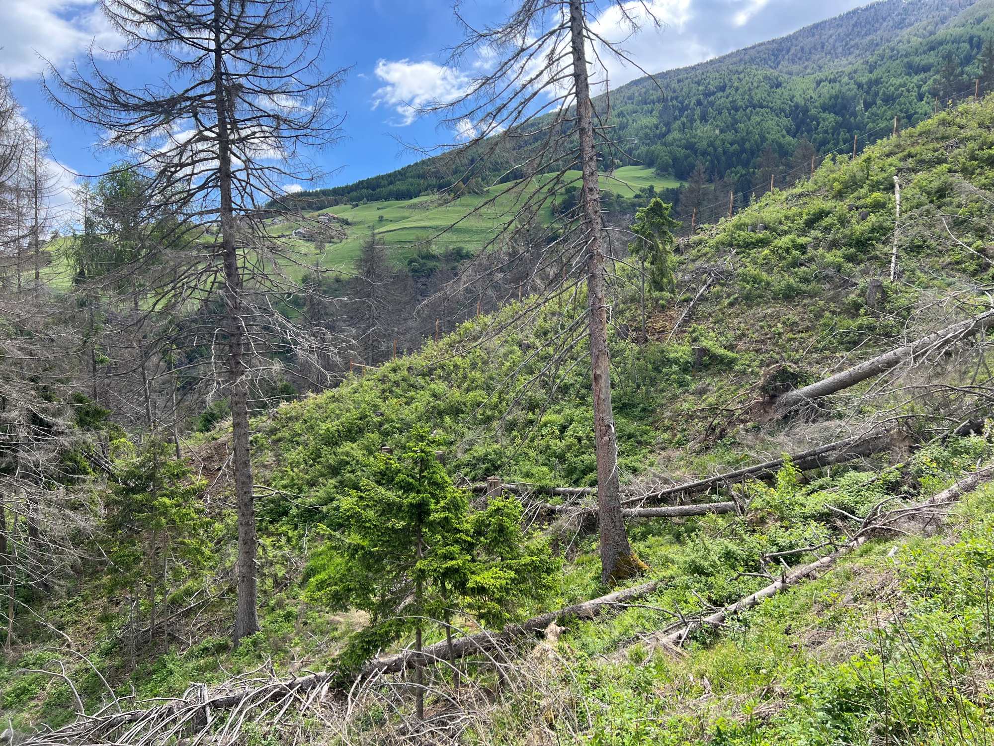 Unser Wald im Klimawandel